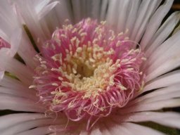 Delosperma ashtonii flower centre